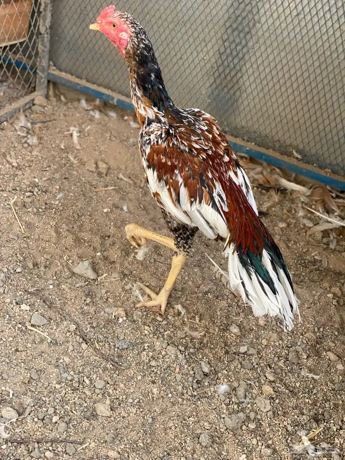 زوج سندي تايقر نسل غبشان 2