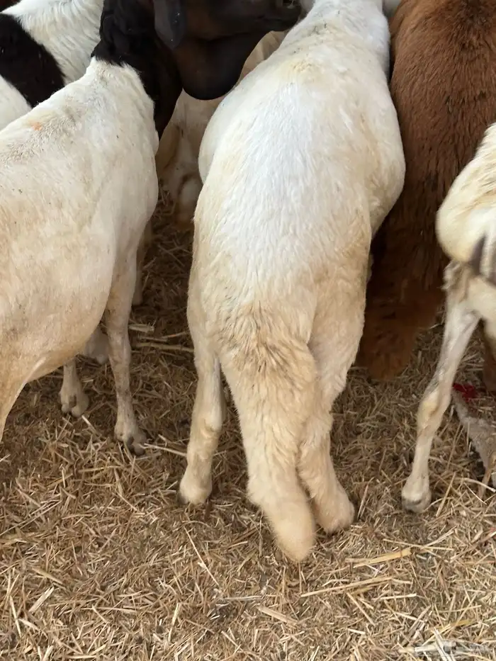 طليان برابر مرابي طب وتخير 69