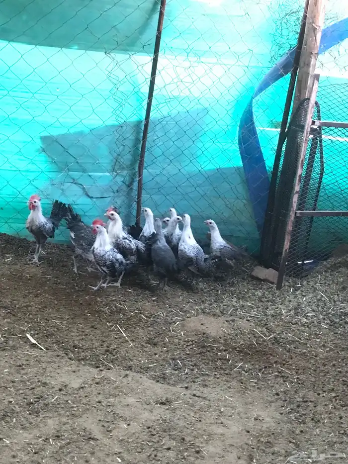 دجاج فيومي 3