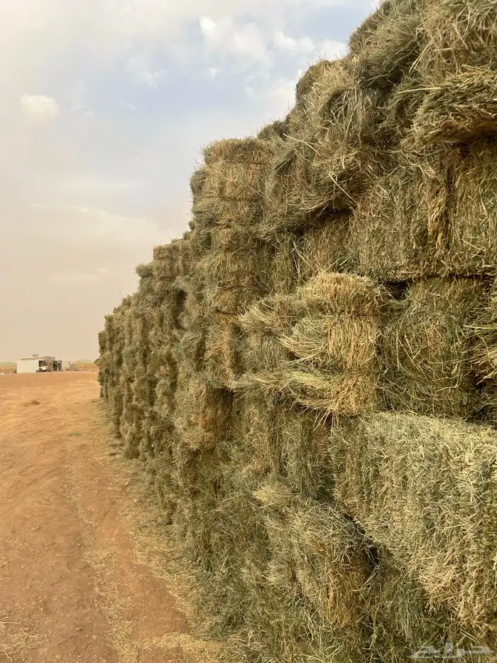 برسيم تبوك طريق المدينة 0