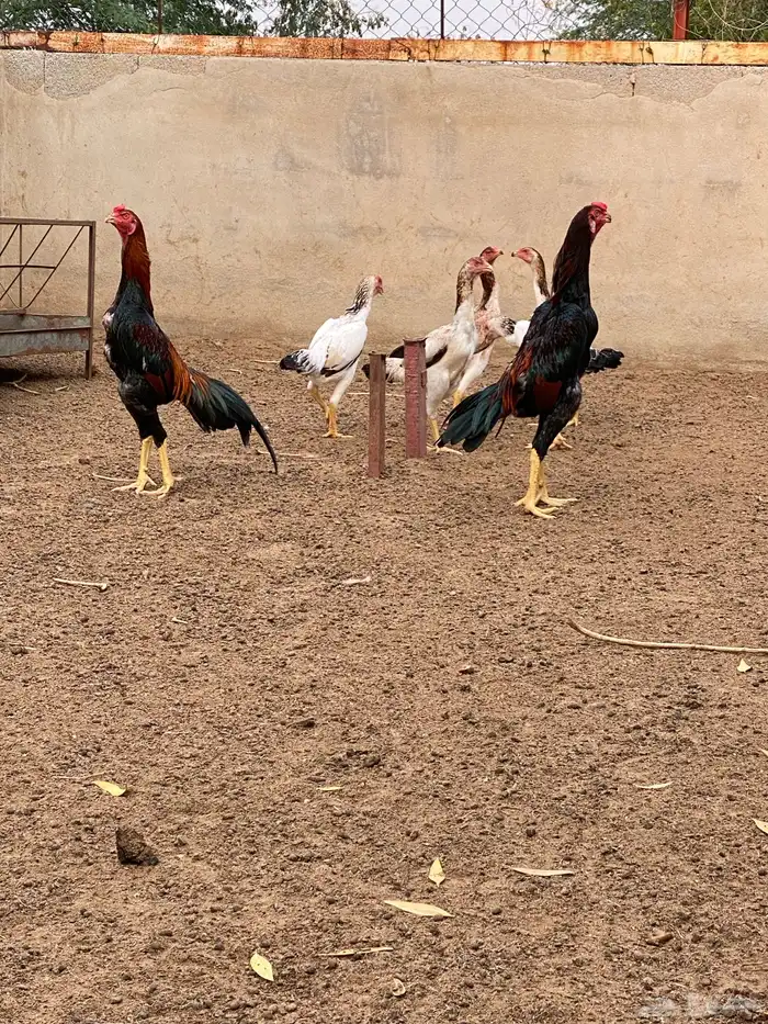 دجاج شامو ياباني 1