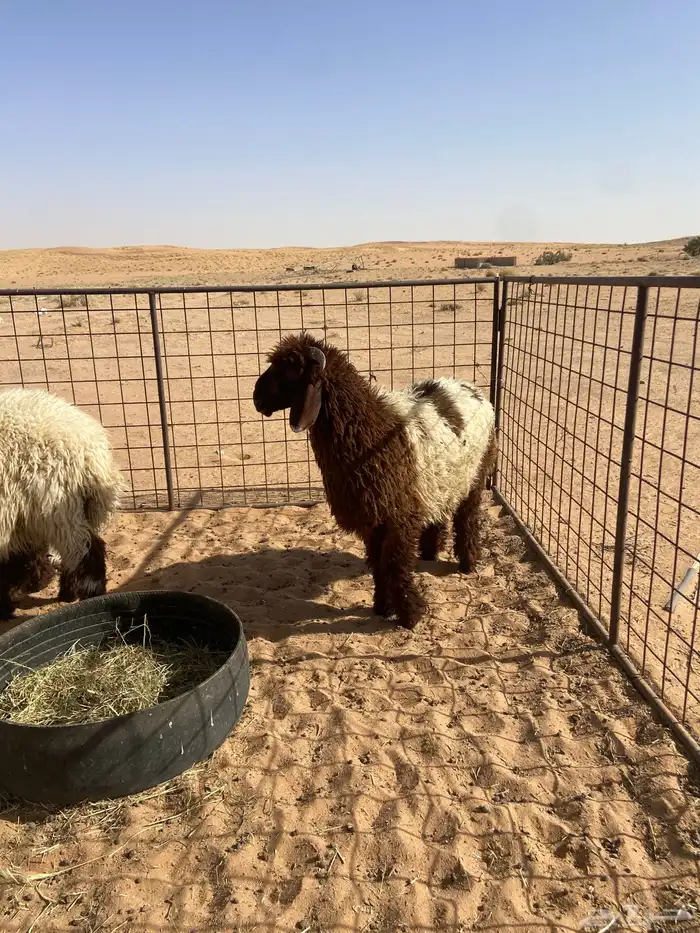 نعيم طيبه ( تم البيع ) 1