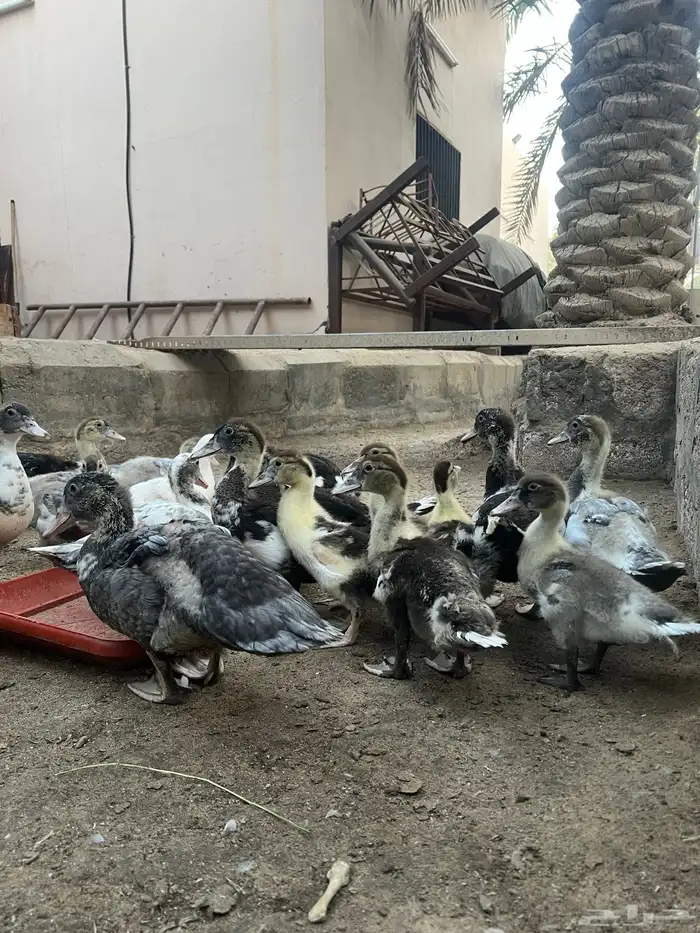 بط مصري 4