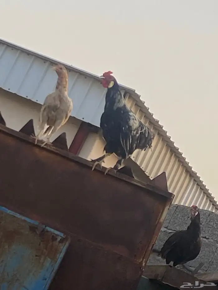 ديوك هجين براهما مع بلدي مشاءلله مستوى طيب 1