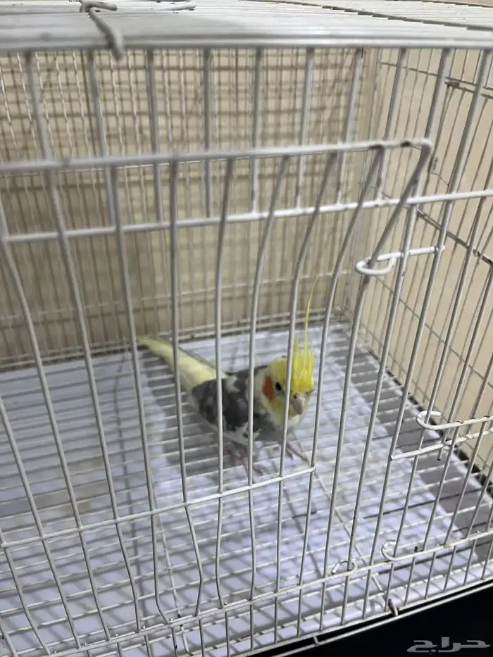 طير كاروان 1