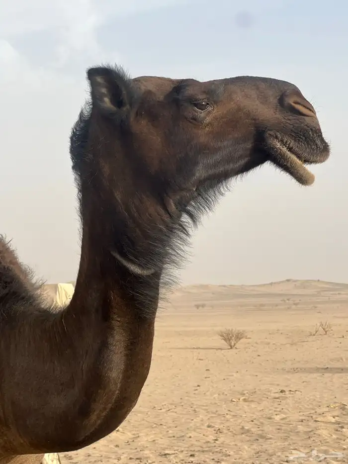 ناقه 3