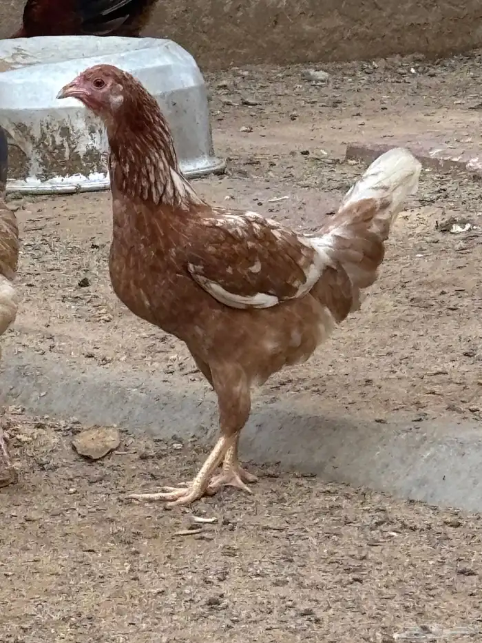 ديك واثنتين دجاج بلدي 6