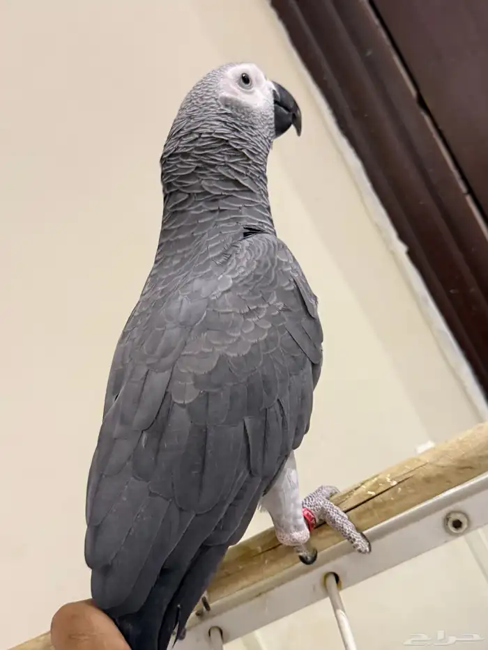 للبيع كاسكو انتاج محلي سوبر سوبر جانبو 2