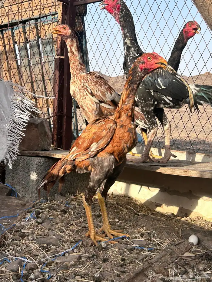 ديوك سند بيور دم صافي اجرام والوان نادره 2