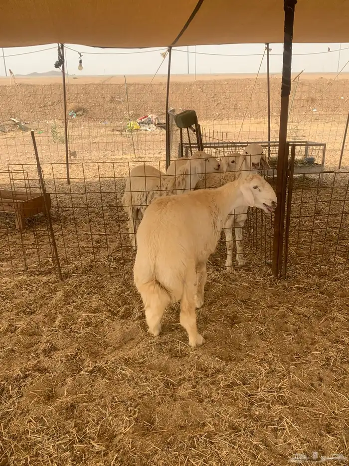 طليان جبره ذبائح وسط ذبائح ثلاجه يوجد صلخ وتوصيل 3