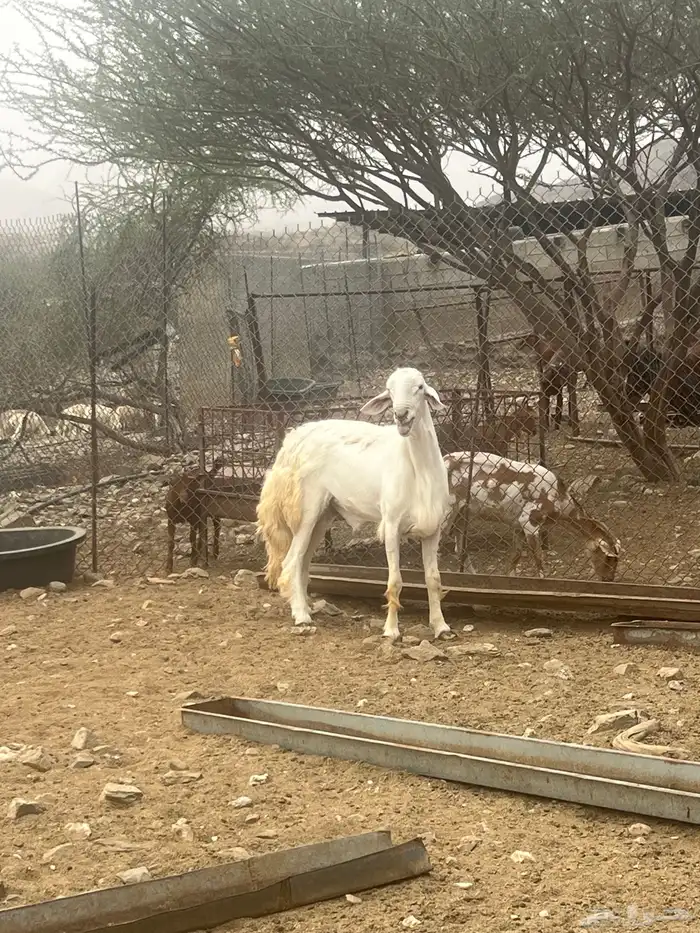 طلي صنف من حلال الفريدي 2