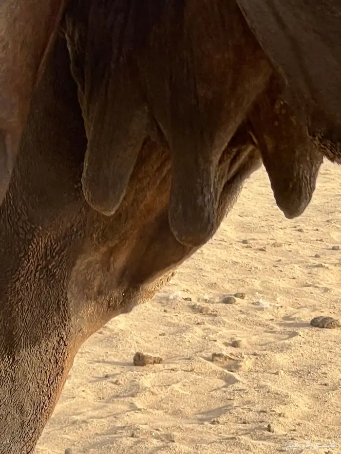 ناقه 2