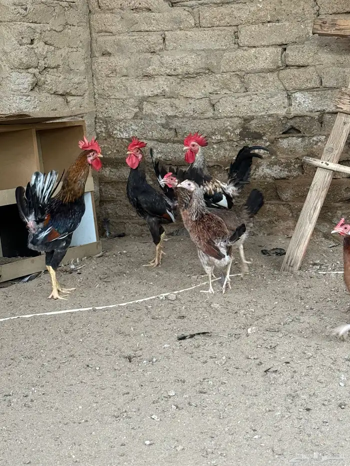 دجاج عربي ترثه 4