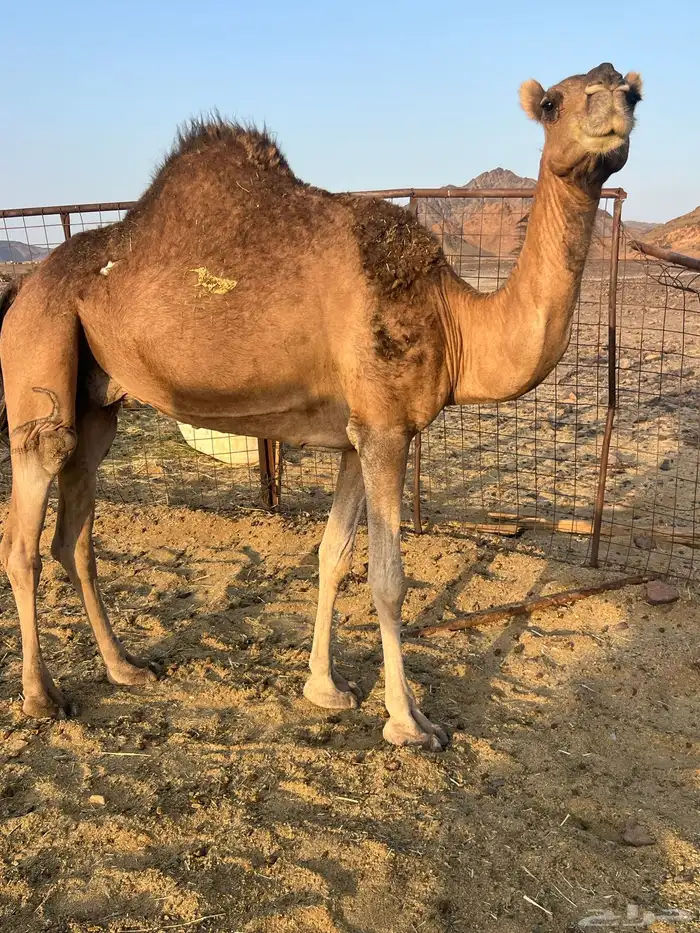 لقحه نشو حمرا ب 5500 تم البيع 3