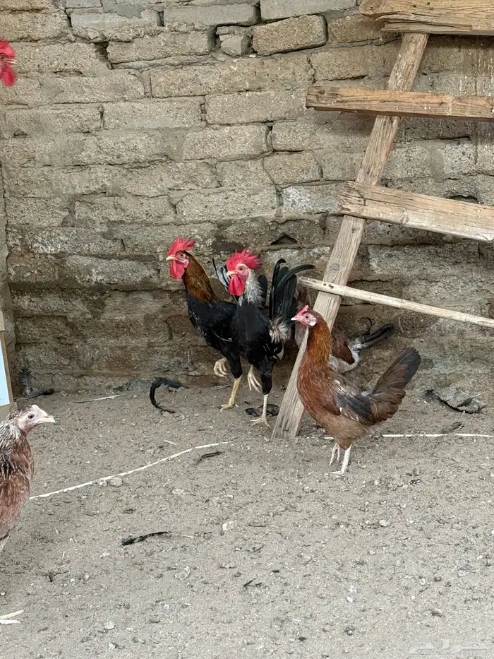 دجاج عربي ترثه 11