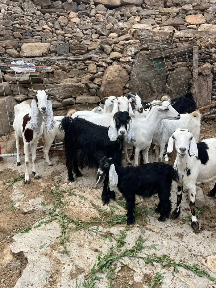 معزى عوارض وبيشيات 6