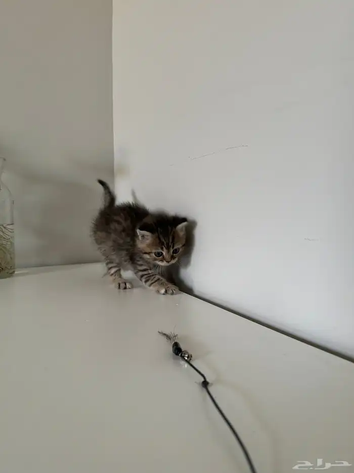كيتن سكوتش ستريت شورت هير للبيع 2