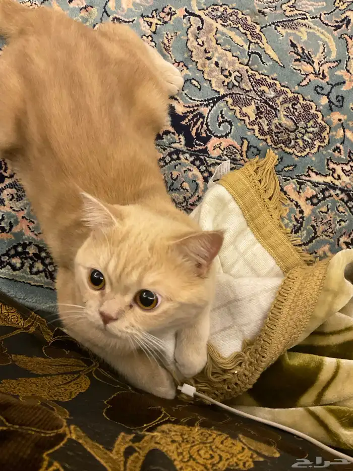 قط سكوتش تزاوج مجانا 0