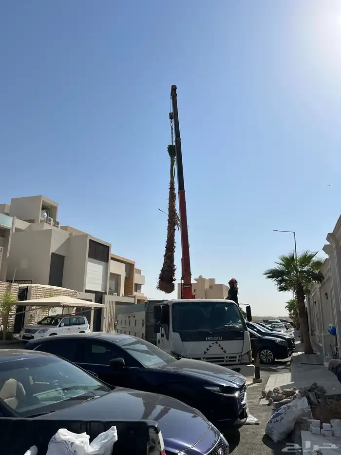 زراعه نخل واشنطونياء 2
