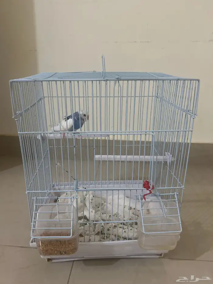 طيور 0