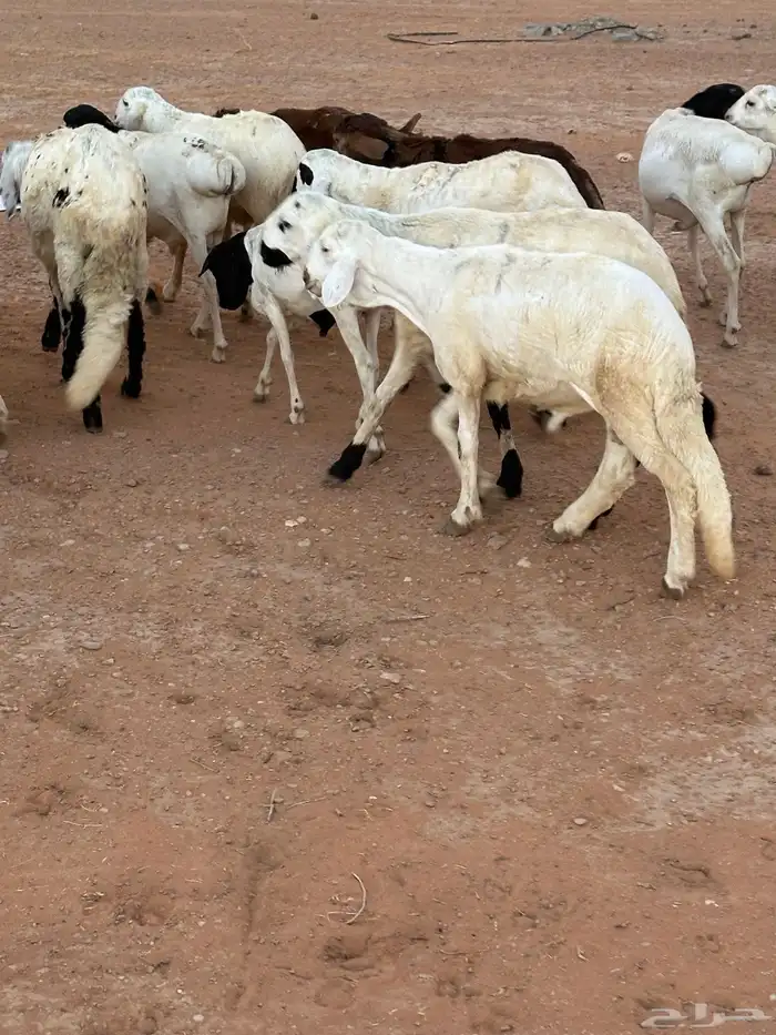 طليان برابر مرابي طب وتخير 77