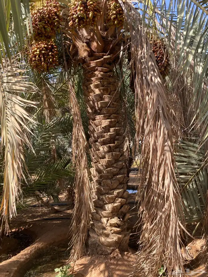 نخل طوله3 متر 1