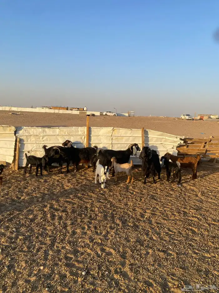 معزا اتوام 1