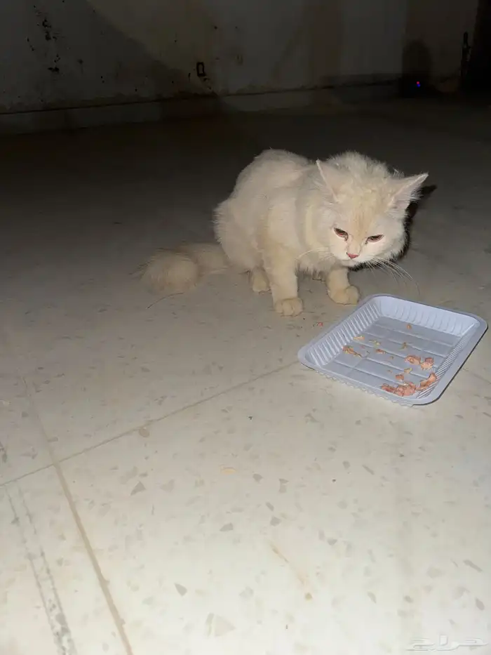 بسه الليفه لقيتها ضايعه 0
