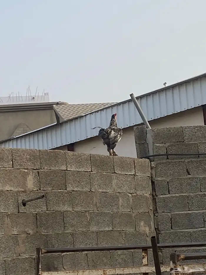 ديوك هجين براهما مع بلدي مشاءلله مستوى طيب 2