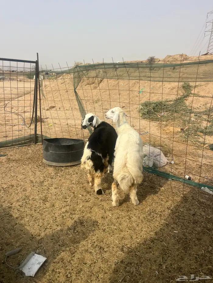 رخال ذبايح نظيف وطيب مقفله شحم 6