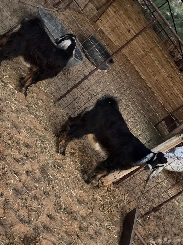 تيوس تم البيع  تم البيع 4