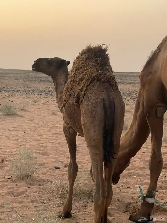 بكره للبيع العمر 10 شهور 1