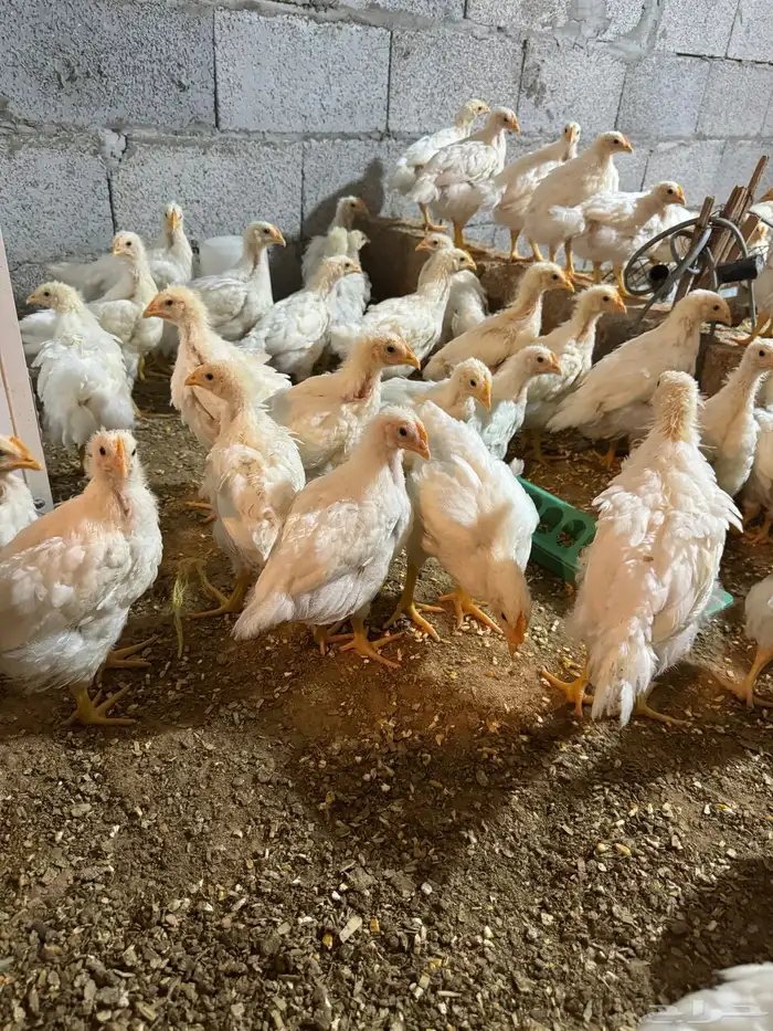 دجاج روس 308 3
