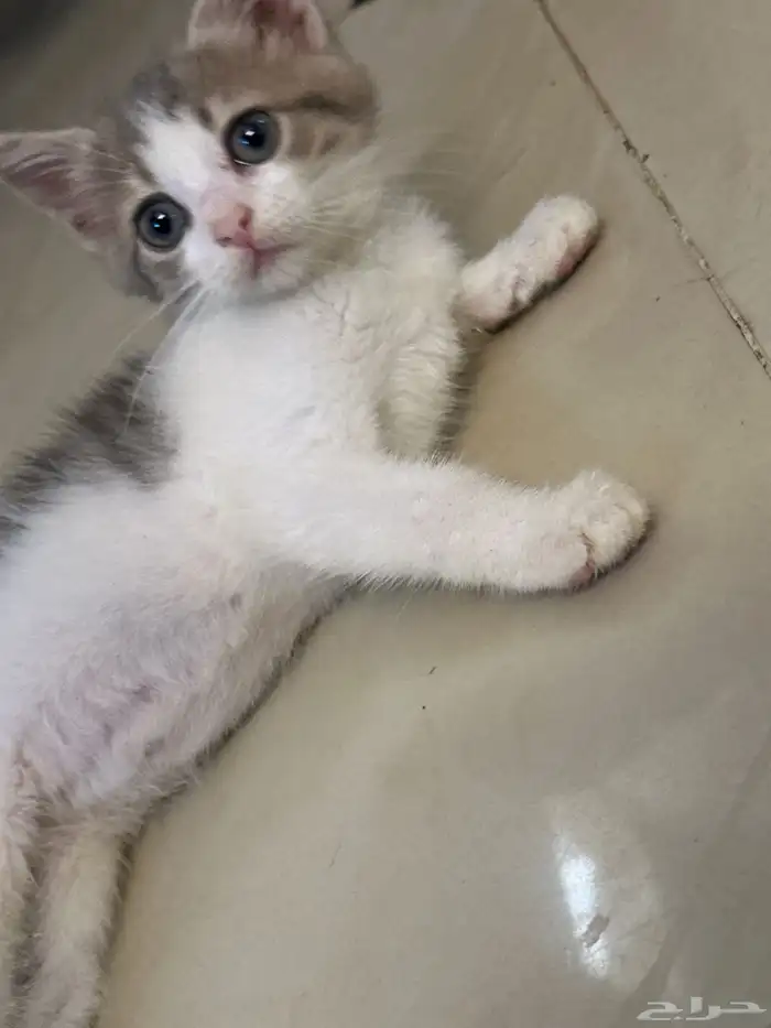 قطط تبني عمر شهرين 1