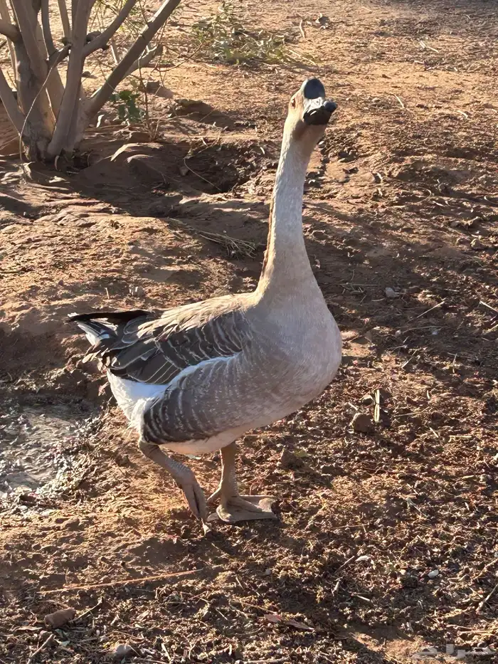 وز عراقي 2