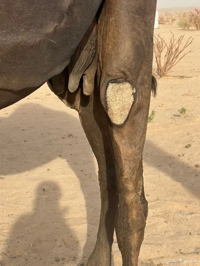 ناقه 4