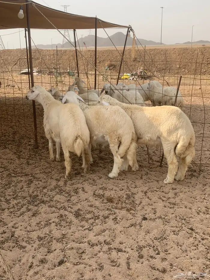 طليان جبره ذبائح وسط ذبائح ثلاجه يوجد صلخ وتوصيل 0