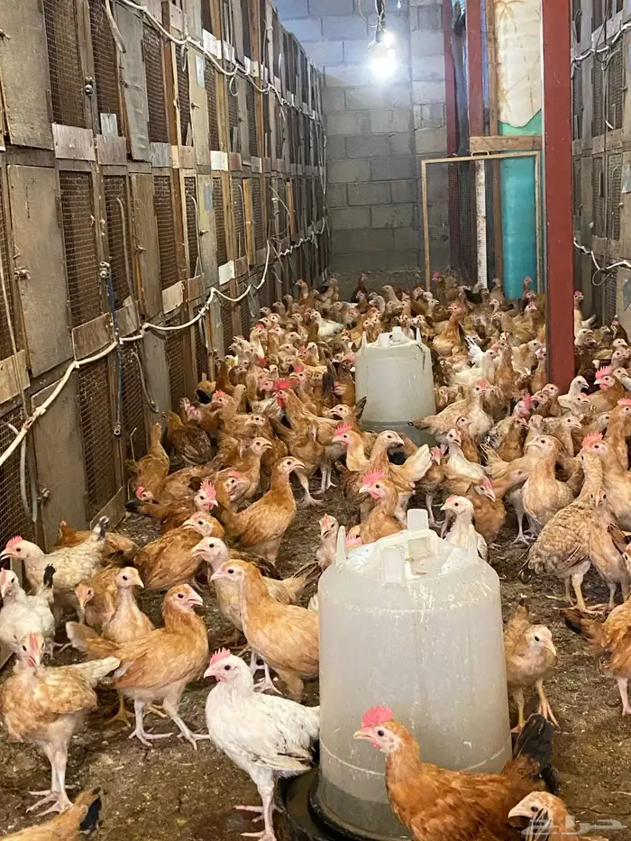 للبيع صوص دجاج بلدي عمر شهرين 350 حبه 4