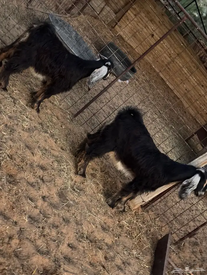 تيوس تم البيع  تم البيع 7