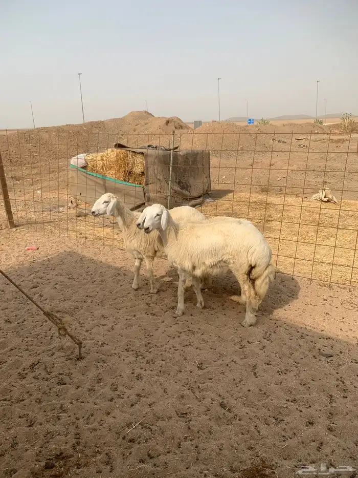 طليان جبره ذبائح وسط ذبائح ثلاجه يوجد صلخ وتوصيل 2