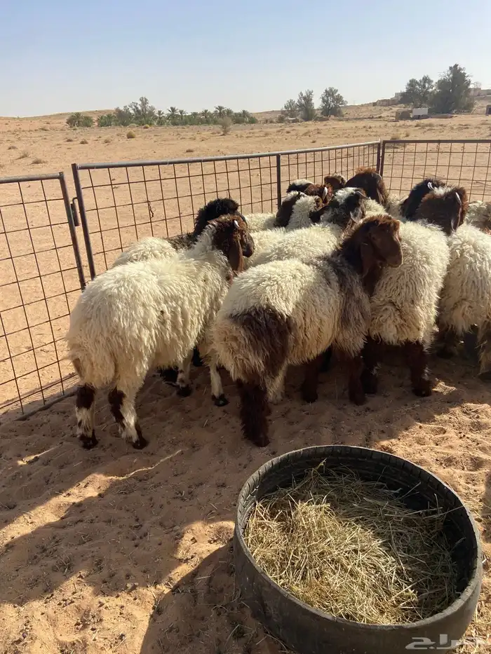 نعيم طيبه ( تم البيع ) 12