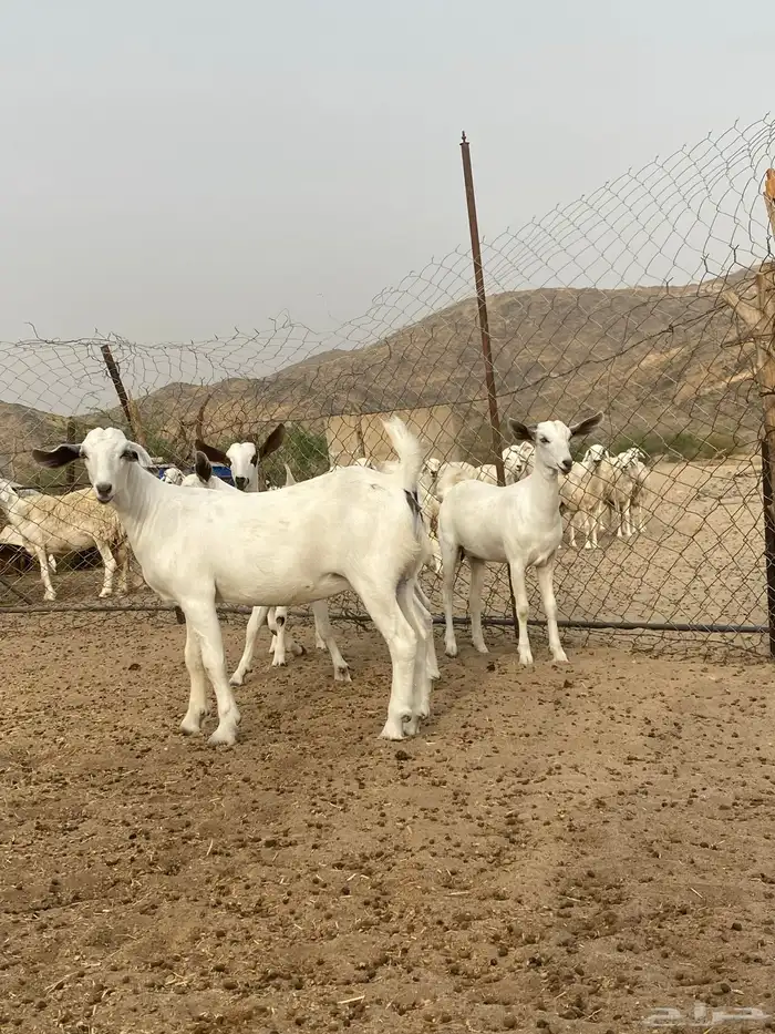 جفار بيشيات فواخر صنف تم البيع تم البيع تم البيع 4