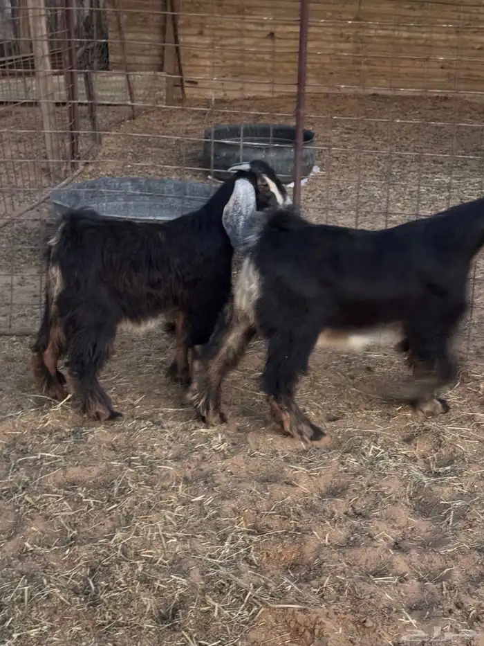 تيوس تم البيع  تم البيع 0