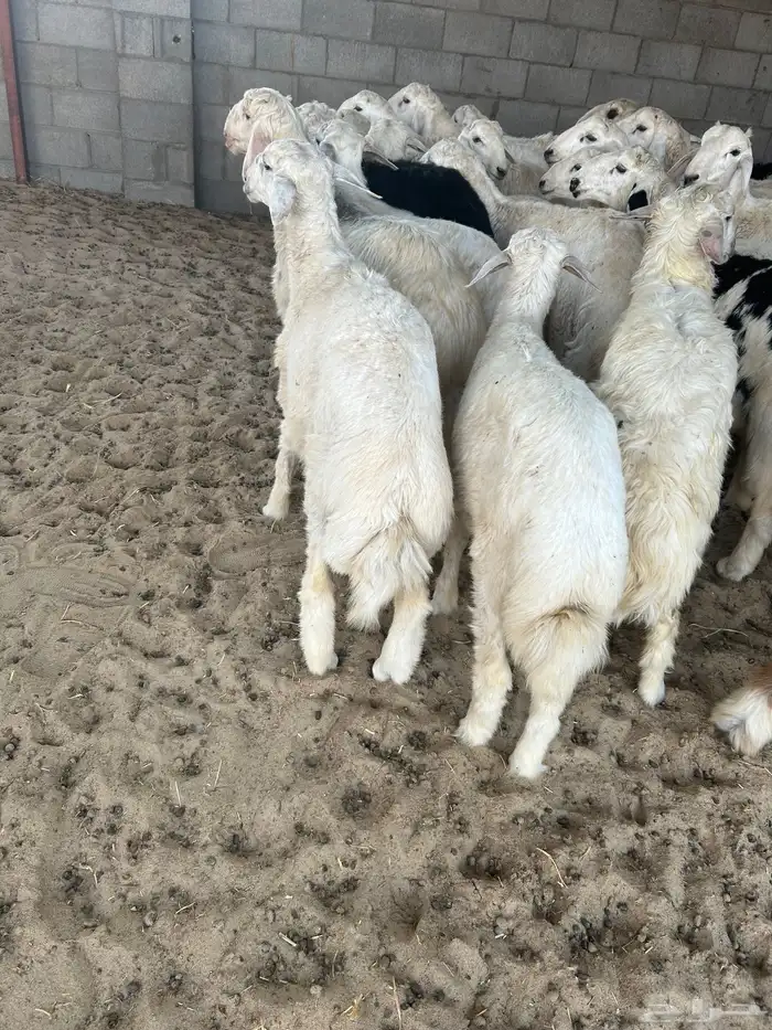 غنم خرفان حريه للبيع الدمام الخبر 5