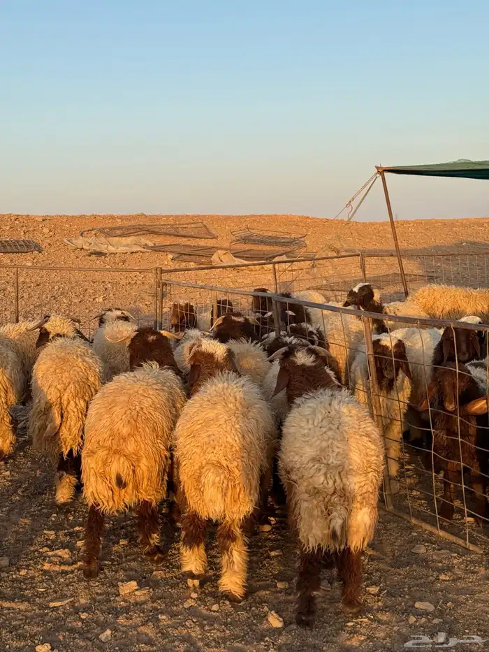 بهم جبر نعيم مغلق 1