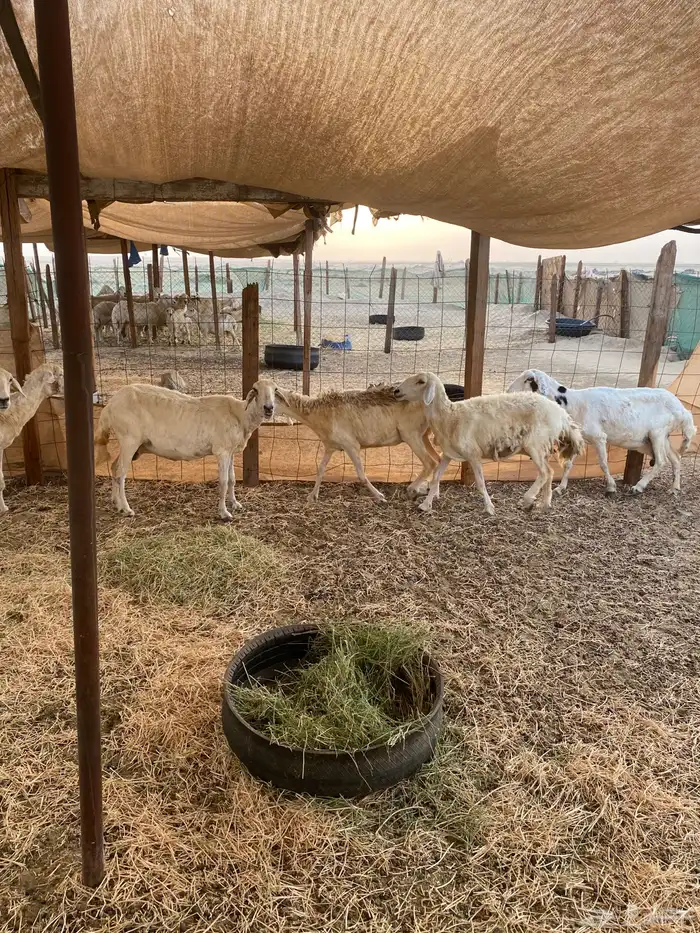 ضان حرية 5