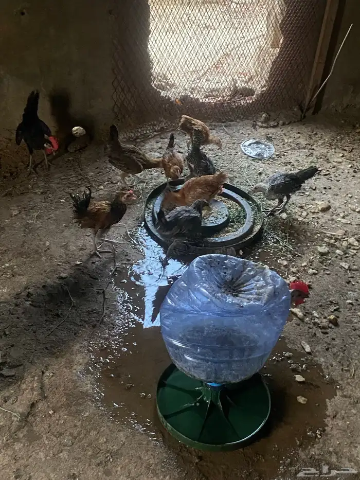 دجاج للبيع 1