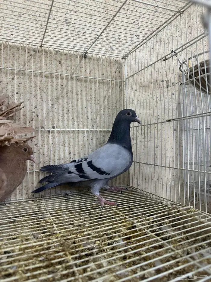 للبيع زواجل طيبات 9