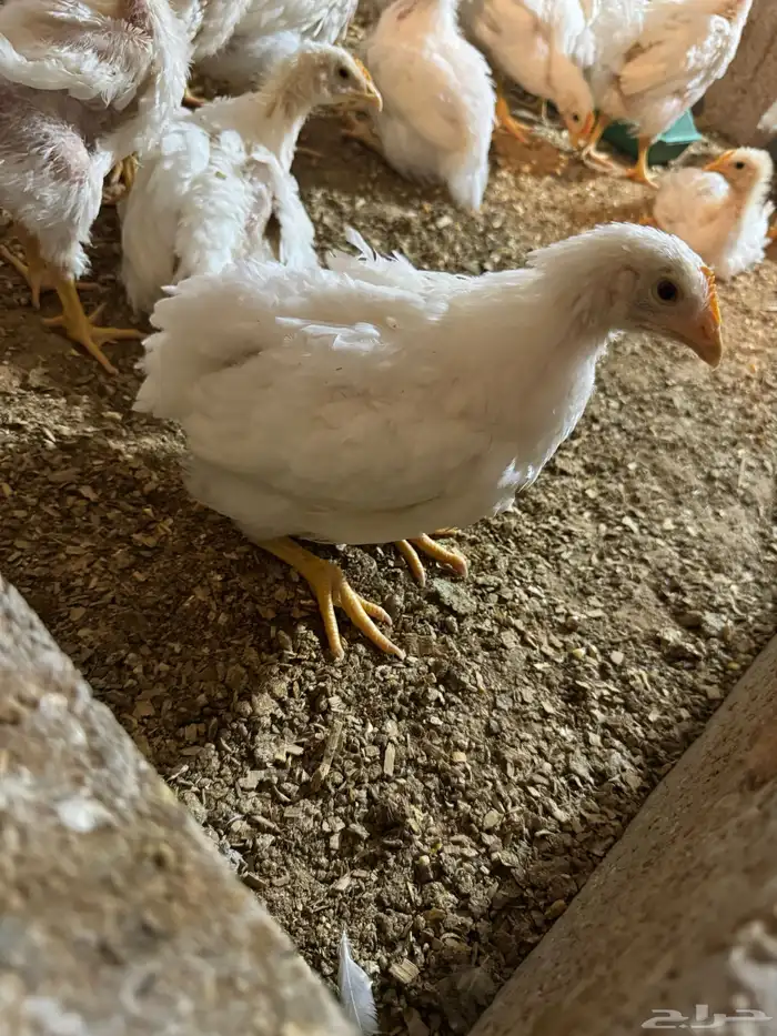 دجاج روس 308 0