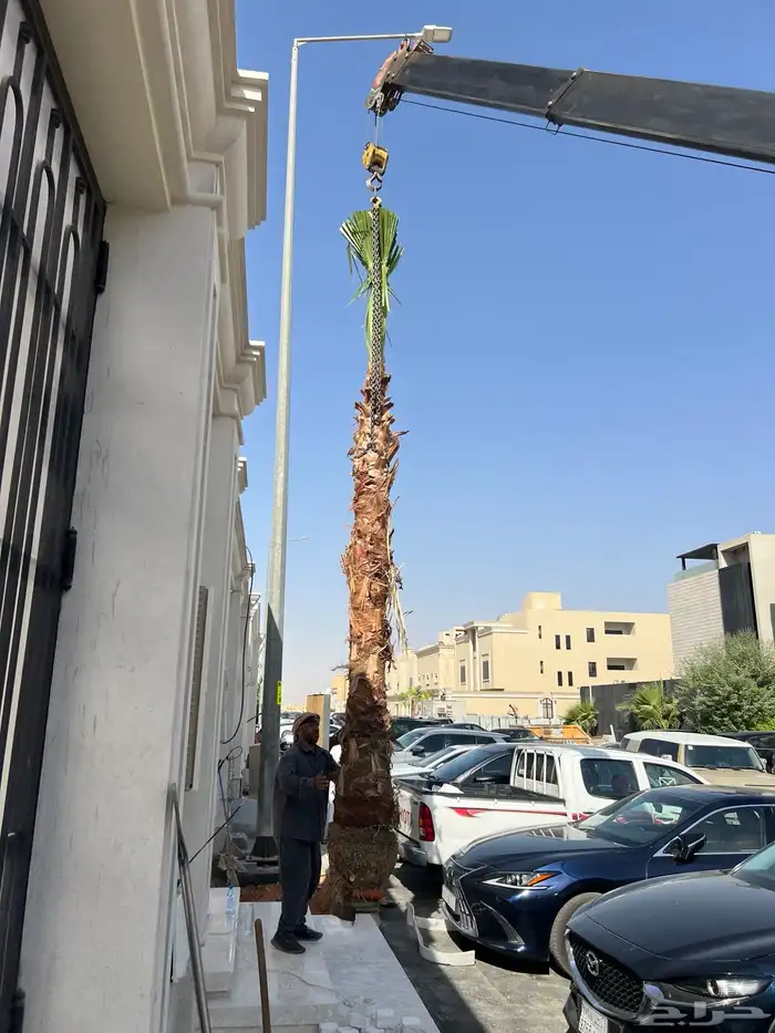 زراعه نخل واشنطونياء 6